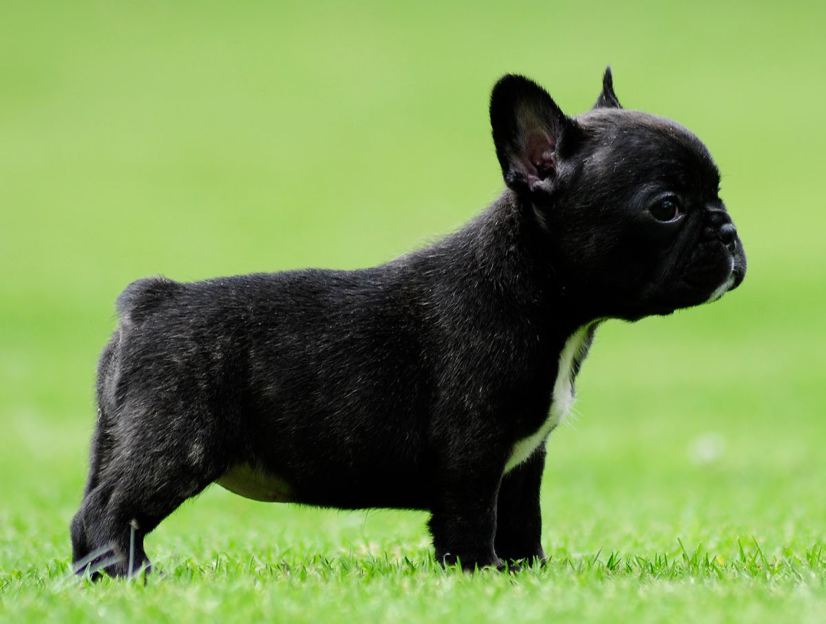 Cute Black French Bulldog Puppy