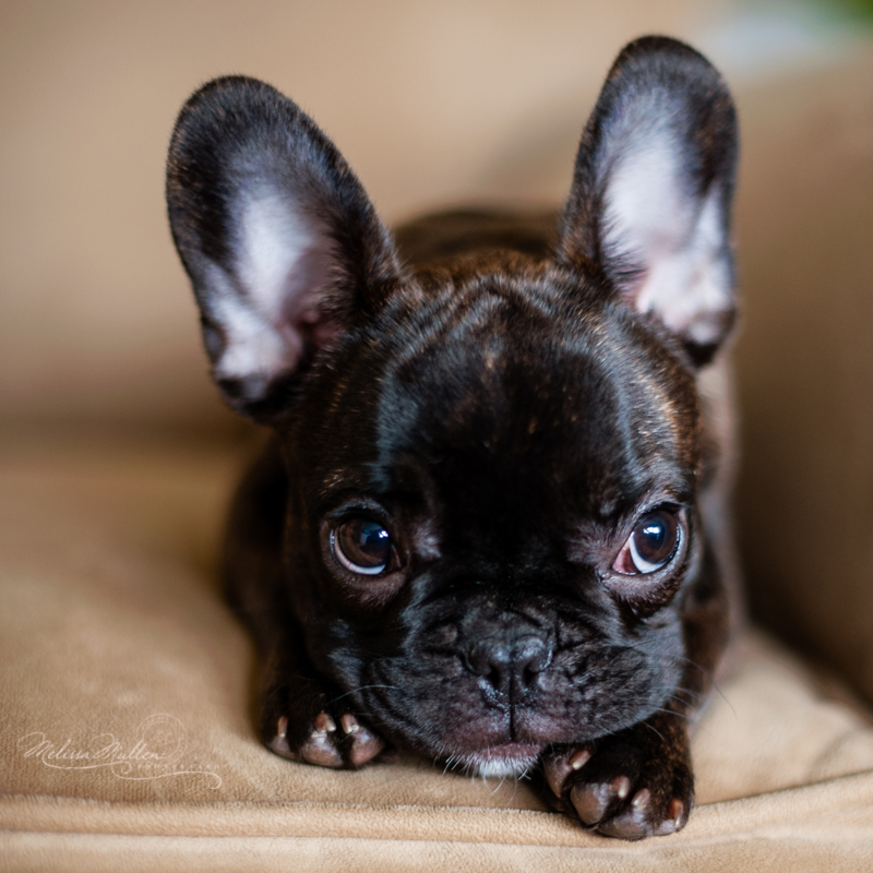 Cute Black French Bulldog Puppy