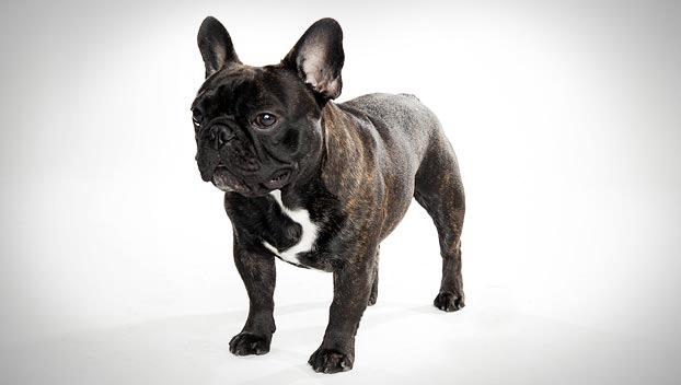 Cute Black French Bulldog