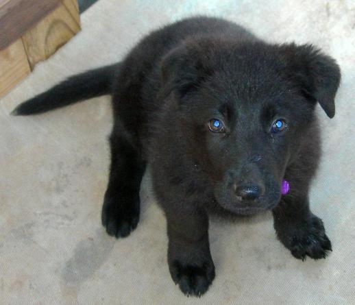 Cute Black German Shepherd Puppy