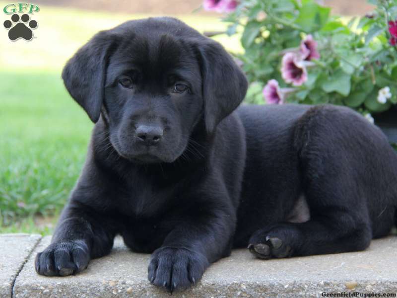 Cute Black Labrador Retriever Puppy