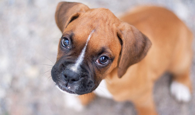 Cute Boxer Puppy Dog Picture