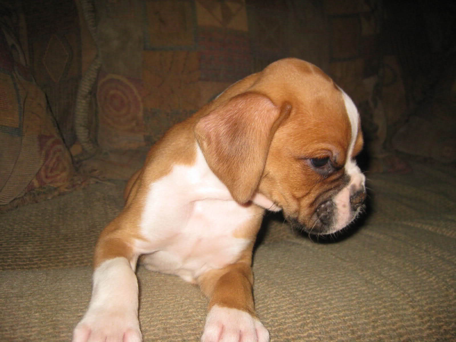 Cute Boxer Puppy Image