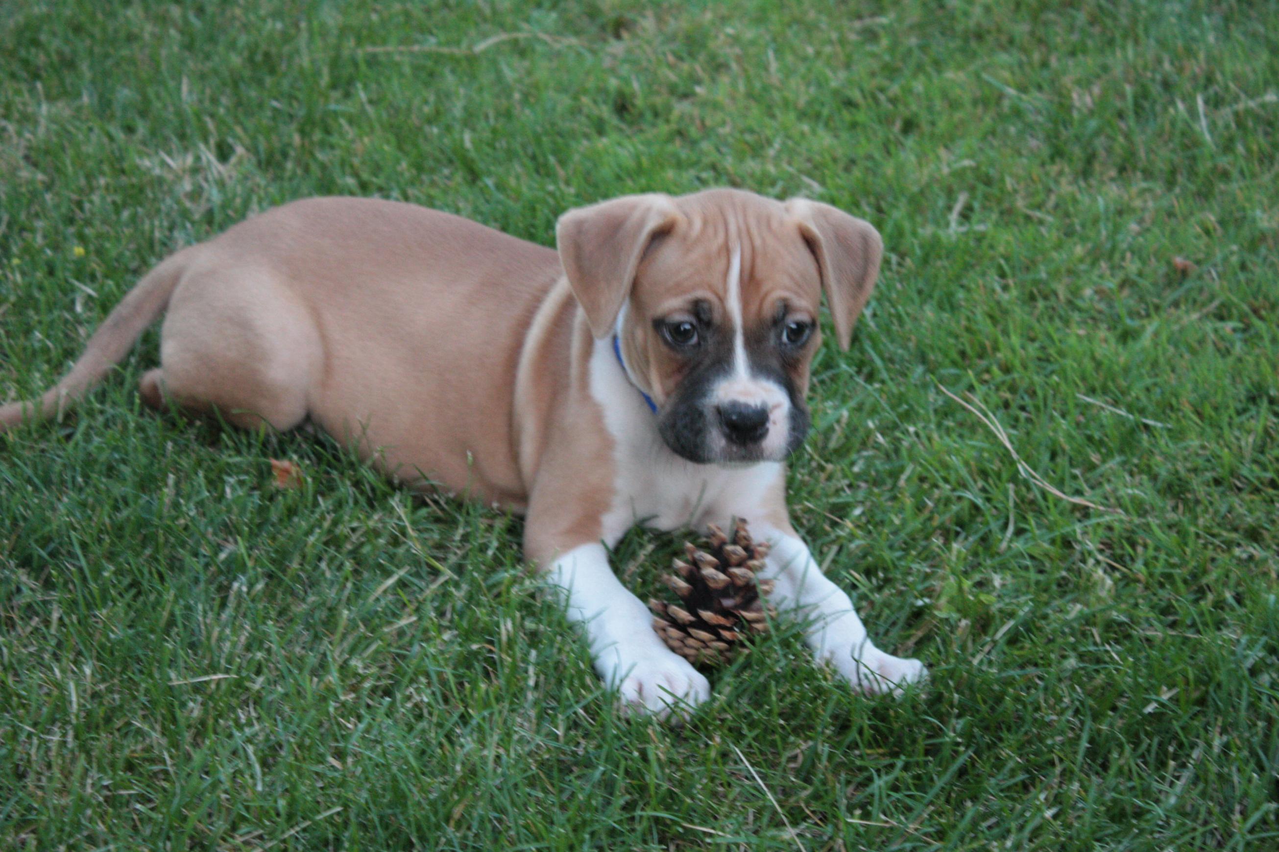 Cute Boxer Puppy Picture