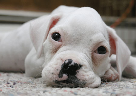 Cute Boxer Puppy