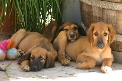 Cute Brown Afghan Hound Puppies