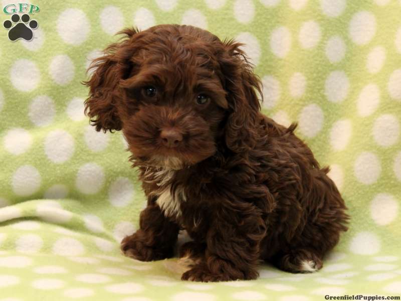 Cute Brown Cockapoo Miniature Puppy
