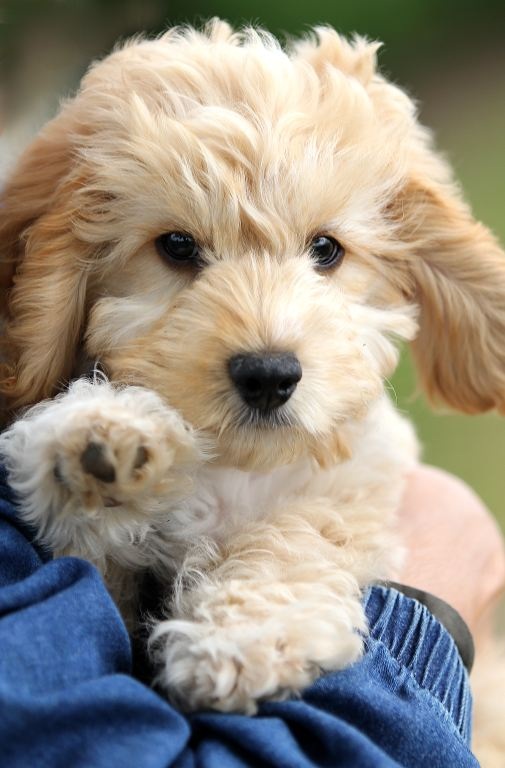 Cute Cockapoo Puppy Images