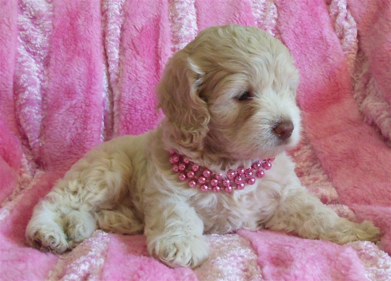 Cute Cockapoo Puppy Wearing Pink Ornament