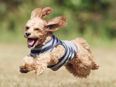 Cute Cockapoo Running Dog Picture