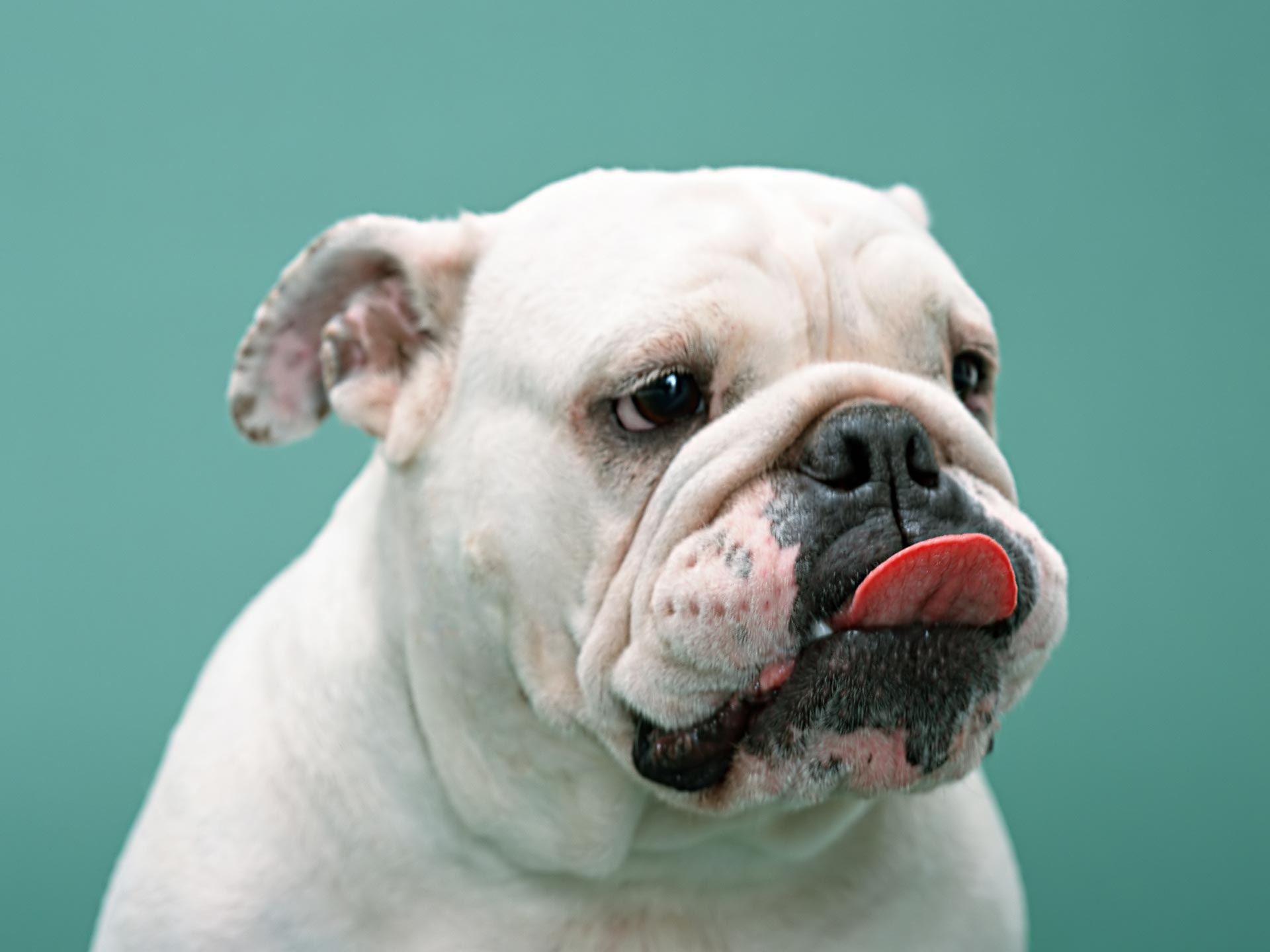 Cute Face White Boxer Dog Picture