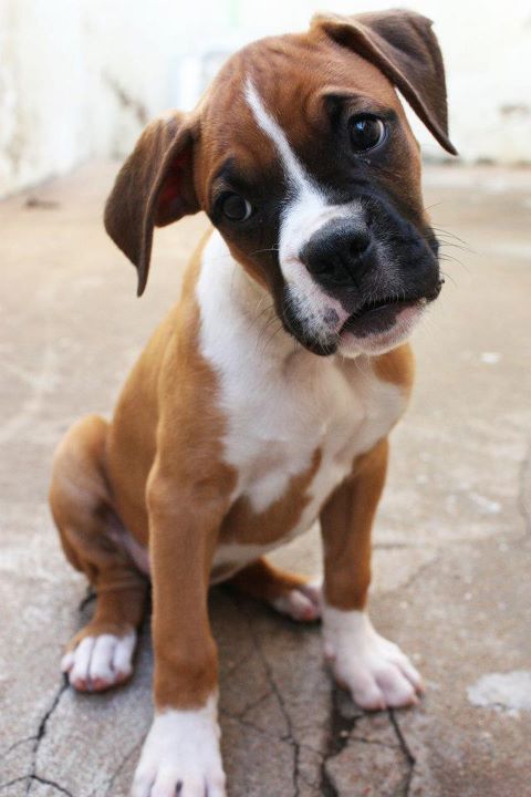 Cute Fawn Boxer Puppy Looking At You