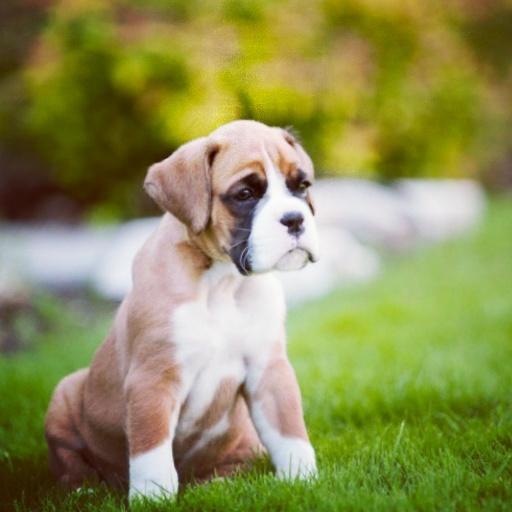 Cute Fawn Boxer Puppy Sitting On Grass