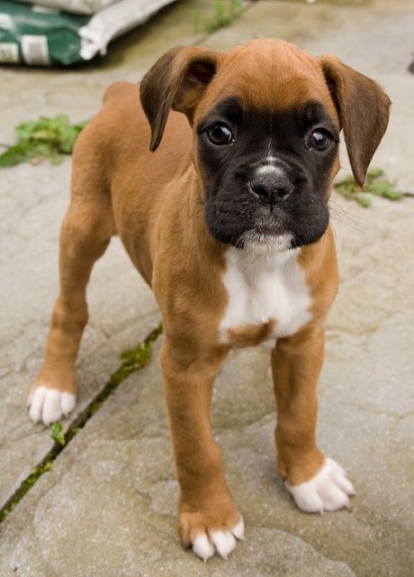 Cute Fawn Boxer Puppy