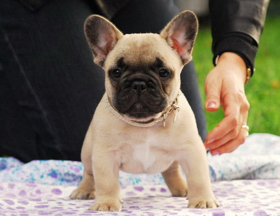 Cute Fawn French Bulldog Puppy