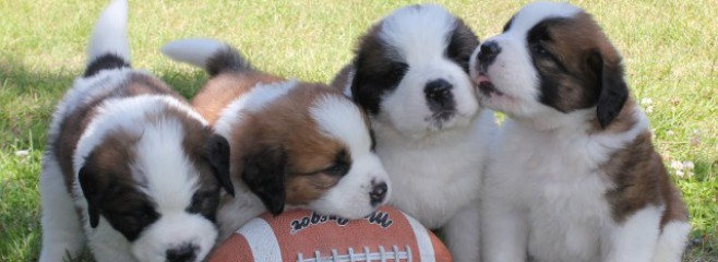 Cute Four Saint Bernard Puppies