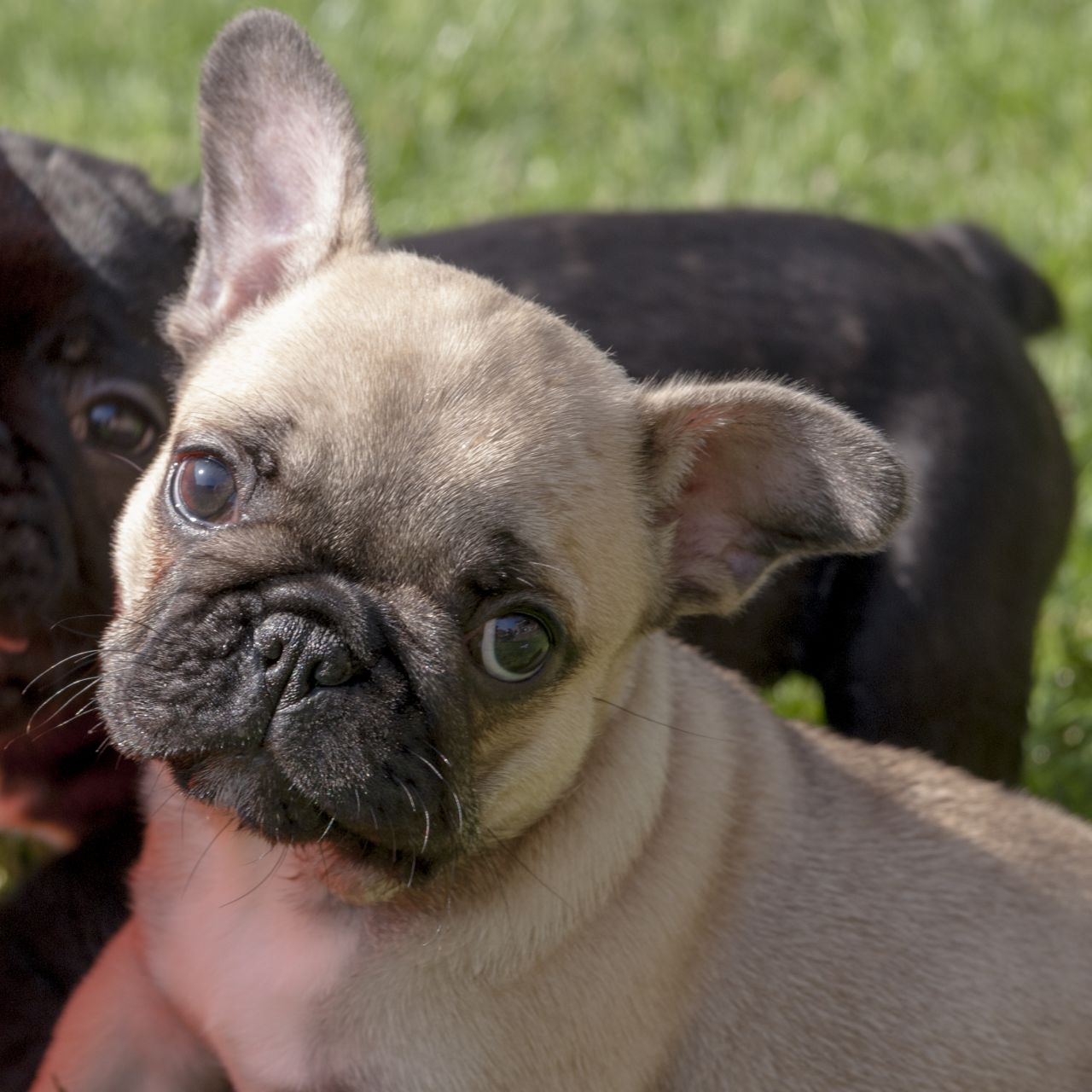 Cute French Bulldog Puppy Looking At You