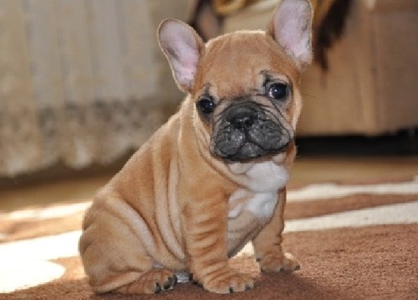 Cute French Bulldog Puppy