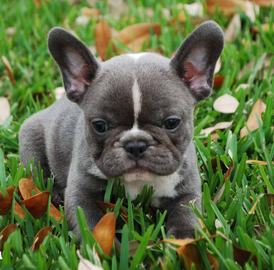 Cute French Bulldog Sitting On Grass