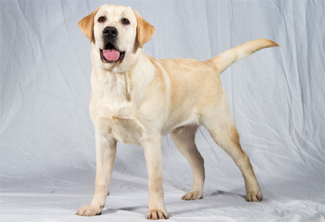 Cute Golden Labrador Retriever Dog