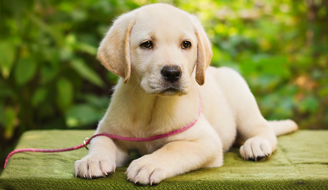 Cute Golden Labrador Retriever Puppy