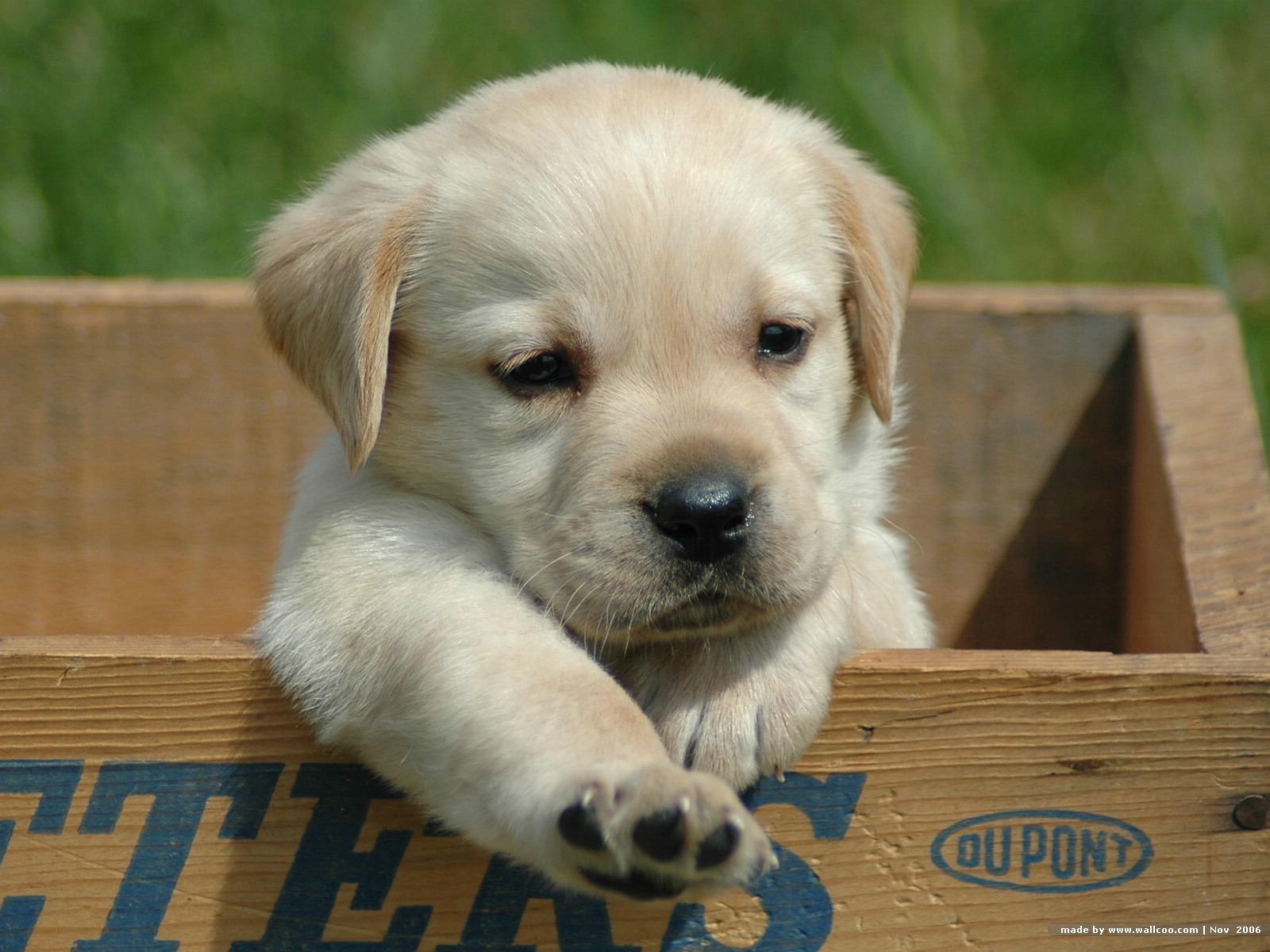 Cute Labrador Retriever Puppy In Box