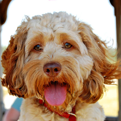 Cute Light Brown Cockapoo Face Picture