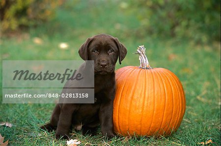 Cute Little Chocolate Labrador Retriever Puppy With Pumpkin