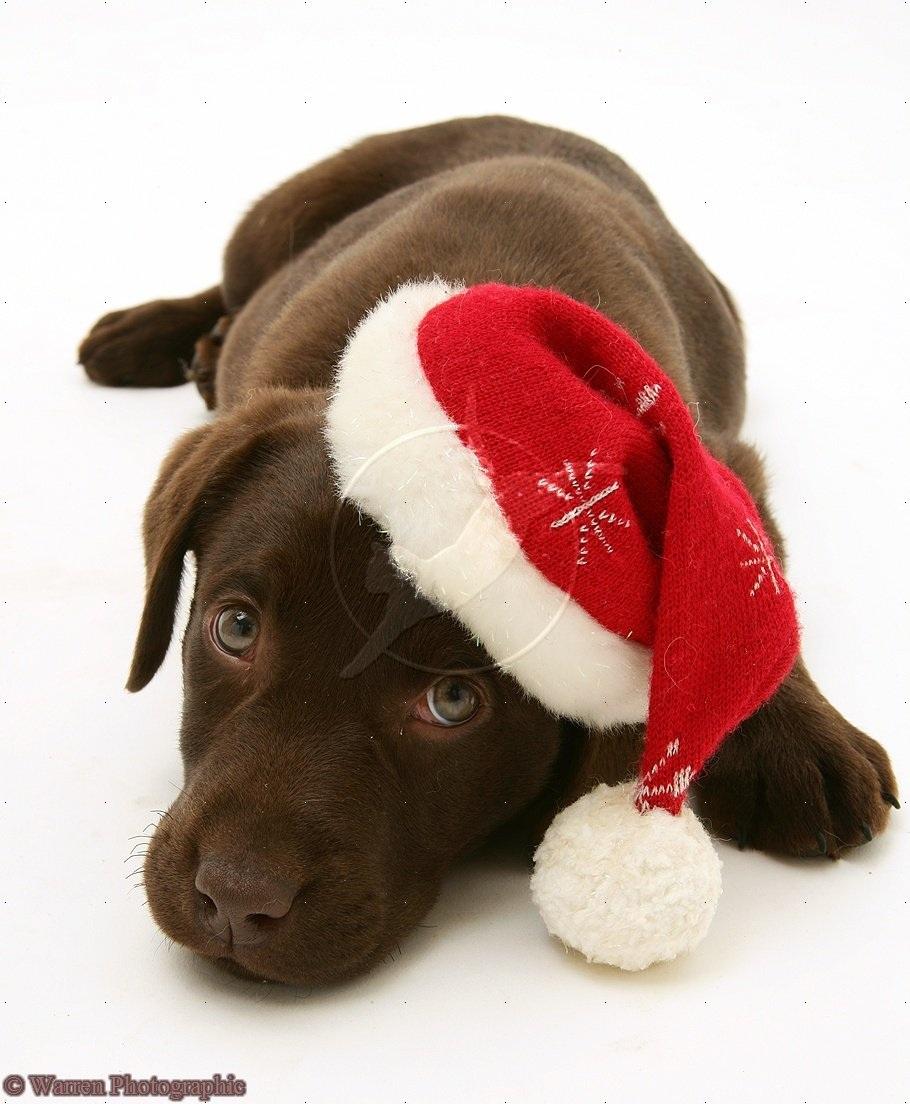 Cute Little Chocolate Labrador Retriever With Santa Claus Cap Picture