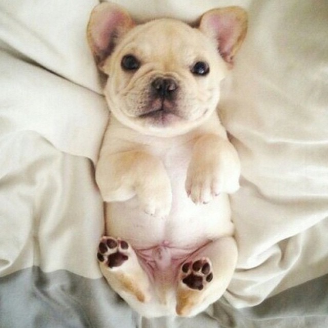 Cute Little French Bulldog Puppy Looking At You