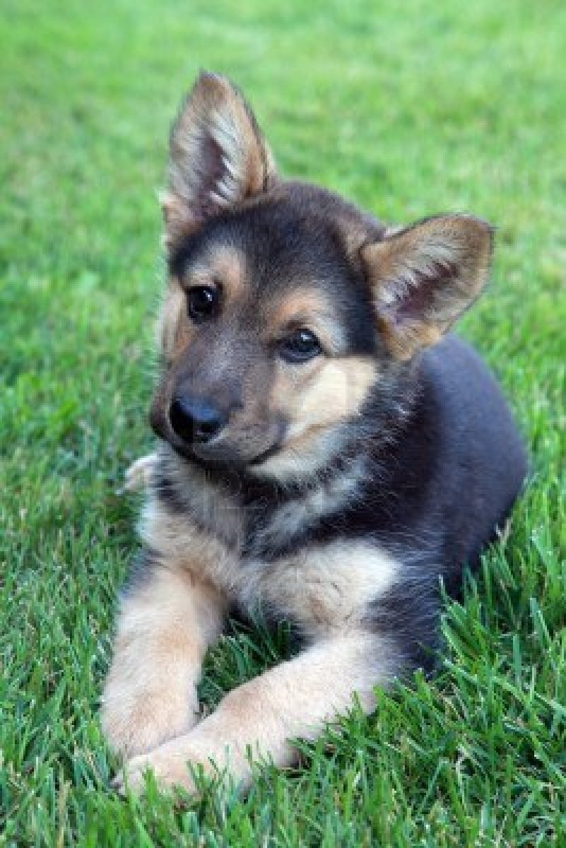 Cute Little German Shepherd Puppy Picture
