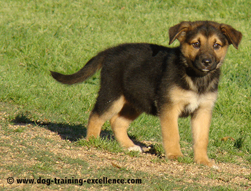Cute Little German Shepherd Puppy