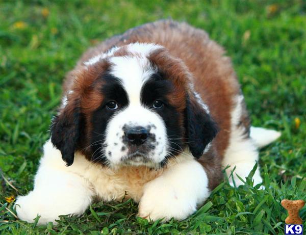 Cute Little Saint Bernard Puppy Sitting On Grass