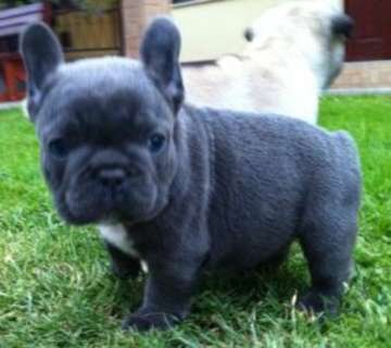 Cute Miniature Blue French Bulldog Puppy On Grass