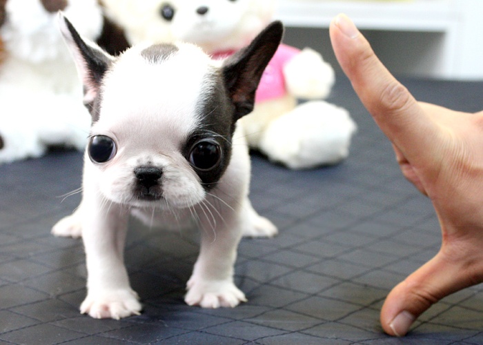 Cute Miniature French Bulldog  Puppy