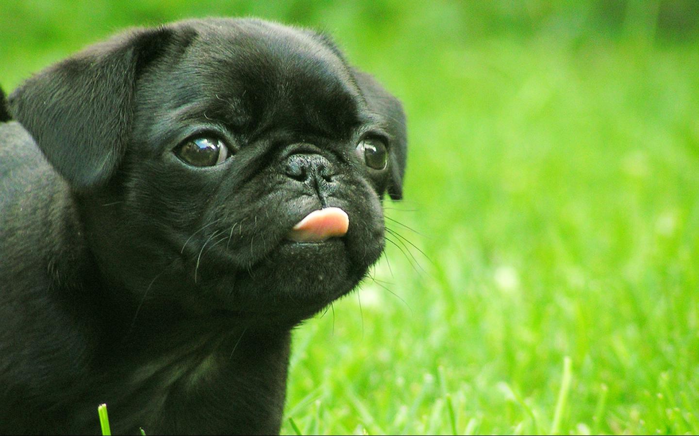 Cute New Born Black Boxer Puppy