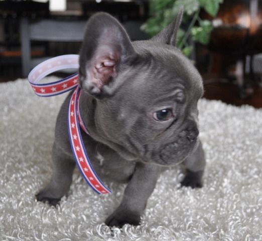 Cute New Born French Bulldog Puppy