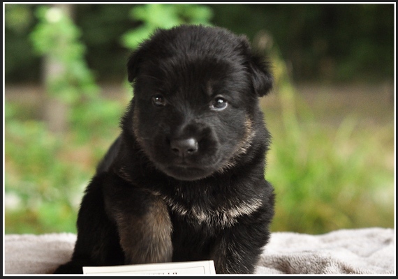 Cute New Born German Shepherd Puppy