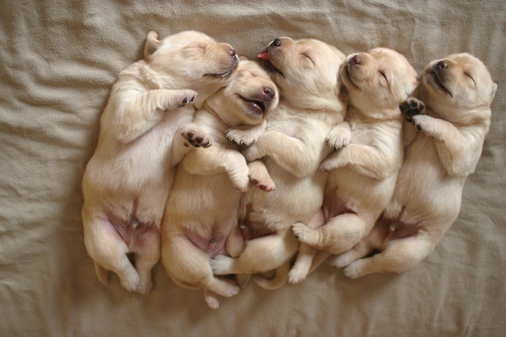 Cute New Born Yellow Labrador Retriever Puppies