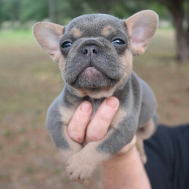 Cute Newborn French Bulldog Puppy