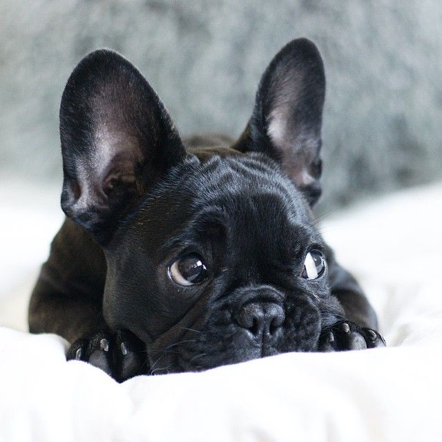 Cute Sad Black French Bulldog Puppy