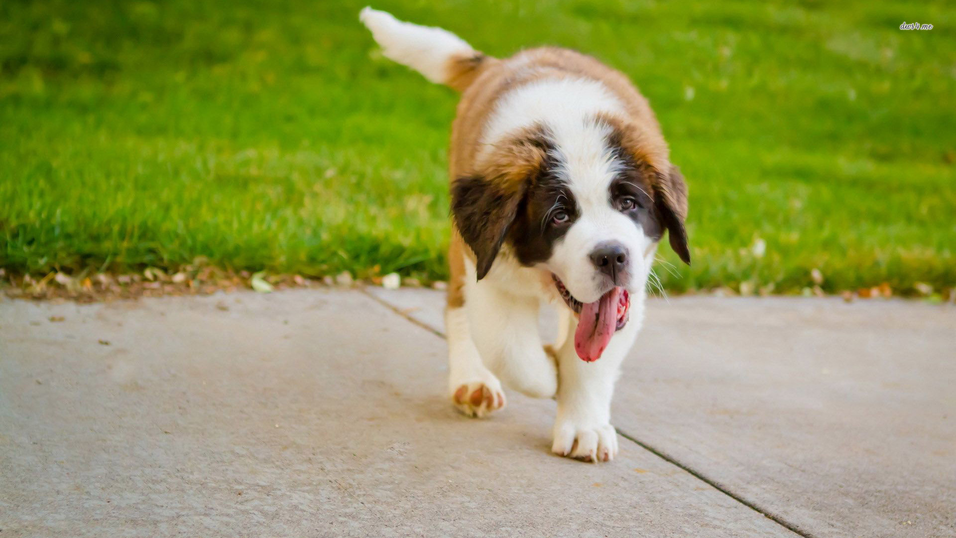 Cute Saint Bernard Puppy HD Wallpaper