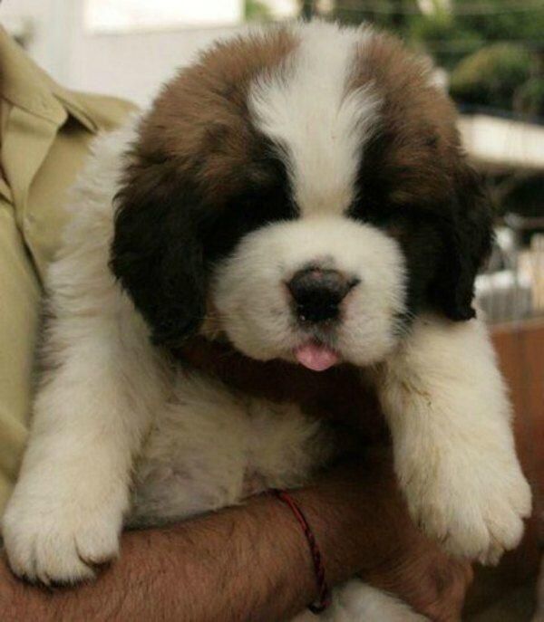 Cute Saint Bernard Puppy Photo