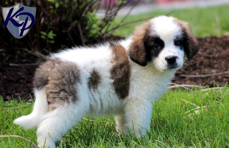 Cute Saint Bernard Puppy Standing In Lawn