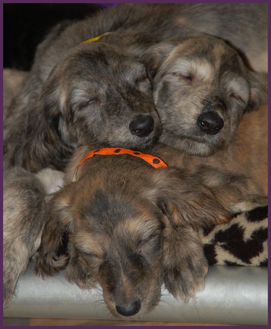 Cute Sleeping Afghan Hound Puppies