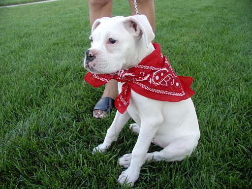 Cute White Boxer Puppy With Red Bandanna