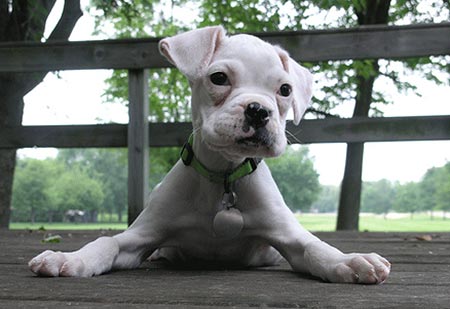 Cute White Boxer Puppy