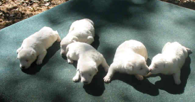 Cute White German Shepherd Puppies Picture