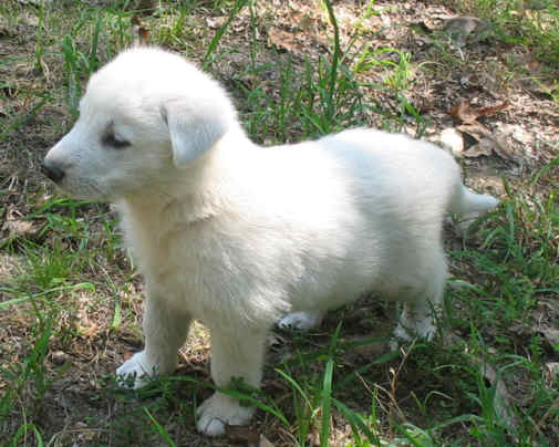 Cute White German Shepherd Puppy Photo