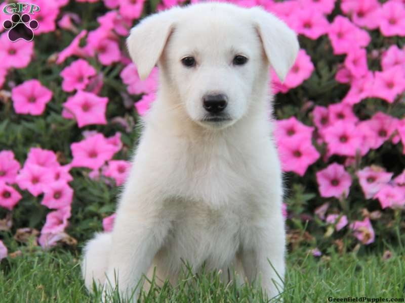 Cute White German Shepherd Puppy
